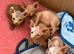 Sphynx bambino kittens
