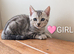 Gorgeous Pedigree TICA Registered Bengal Kittens | Health Tested Parents