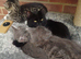 Two kittens for sale