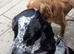 Cocker spaniel puppys