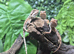 Dark Red Monster Bearded Dragons at Bearded Dragons
