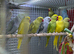 Ring neck parrot