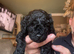 Tiny Toy Poodles