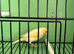 canaries