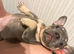 Last female stunning French bulldog puppies kc reg