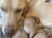 READY NOW COCKERDOR Labrador x Cocker Spaniel