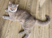 Loving affectionate blue shorthair