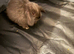 Mini lop