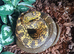 CBB24 Female King rat snake