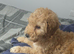 Male cockerpoo puppy