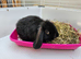 Mini lop baby bunnys