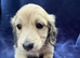 Gorgeous shaded cream boy, 1 remaining