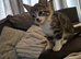 2 male kittens