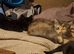 Pretty kittens