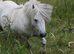 IMHPS Mini shetland yearling colt blue roan and white.