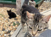 4 beautiful kittens