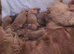 Cockapoo puppies