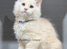 TICA registered Maine coon kittens READY NOW