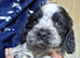 KC Reg Showtype Cocker Spaniel Puppies
