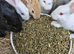 Baby Rabbits Ready for Their Forever Homes