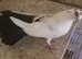 English garden fantail pigeons
