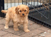 Beautiful Cavapoo puppies