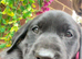 Black Labrador puppies