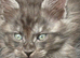 Beautiful litter of main coon kittens