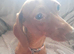 2 dachshund