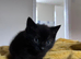 Kittens for Sale