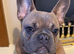 French bull dog