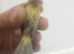 Canary raza and irish fancy