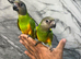 Friendly HandReared Super Tame Senegal Parrot