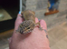 Female leopard gecko