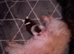 Beautiful shitzu puppies for sale