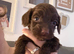 6 beautiful puppies