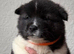 Akita pups