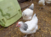 Light Sussex pullets 16to18 weeks