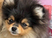 Rkc Pomeranian Puppy for sale