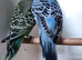 Budgies