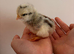 Stunning Hybrid chicks