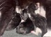 3 kittens. 2 boys 1 girl