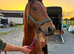 Connemara 4yr old unbroken gelding!