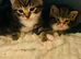 Kittens