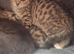 Siamese x kitten