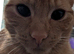Female Ginger kitten 9 months old