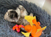 Beautiful Tiny Girl avai