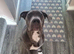Blue Female Cane Corso