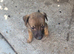 Puppies jackawawa