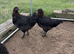 French Black Copper Marans - Point of lay females